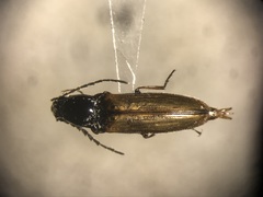 Oestodes tenuicollis