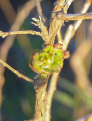 Ludwigia multinervia