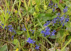 Polygala alpestris