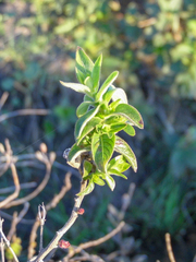 Ludwigia multinervia