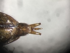 Oestodes tenuicollis