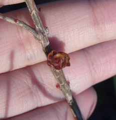 Ludwigia multinervia