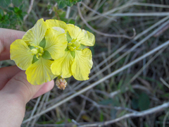 Ludwigia multinervia