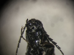 Oestodes tenuicollis