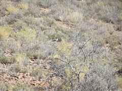 Emarginata
