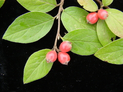 Cotoneaster mairei