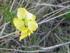 Ludwigia multinervia