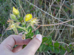 Ludwigia multinervia