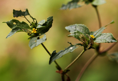 Calyptocarpus vialis image