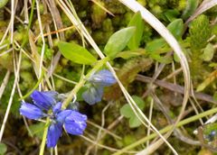 Polygala alpestris