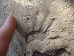 Chlorocebus pygerythrus pygerythrus