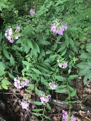 Phlox paniculata