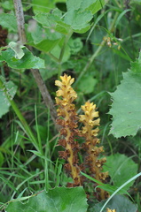 Orobanche flava