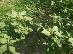 Amaranthus retroflexus