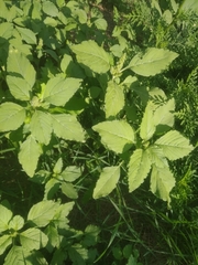 Amaranthus retroflexus