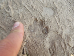 Genetta tigrina tigrina