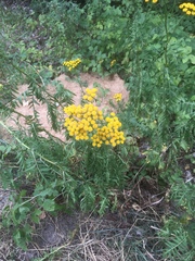 Tanacetum vulgare