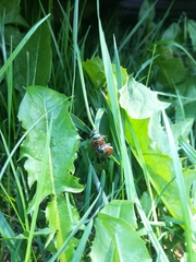 Phyllopertha horticola