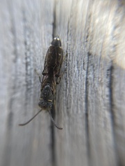 Sapygina decemguttata