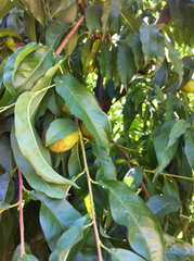 Prunus persica nucipersica