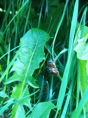 Phyllopertha horticola