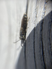 Sapygina decemguttata