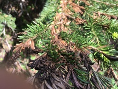 Herpotrichia juniperi