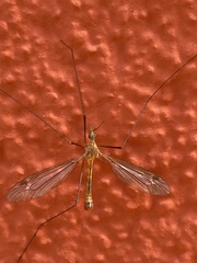 Tipula vernalis