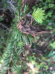 Herpotrichia juniperi