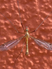 Tipula vernalis