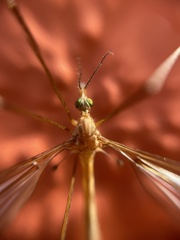 Tipula vernalis