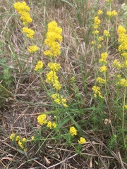 Galium verum