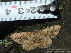Protoboarmia faustinata
