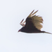 photo of Turkey Vulture (Cathartes aura)