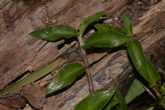 Commelina cyanea