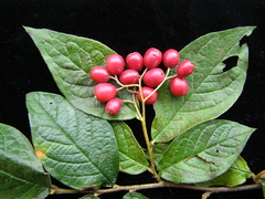 Cotoneaster rehderi