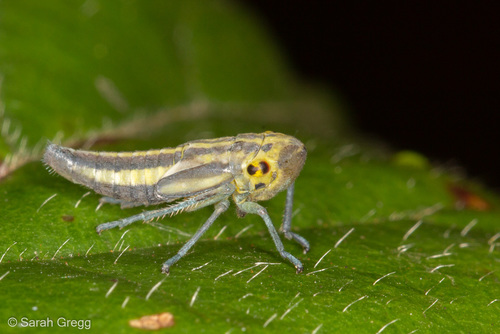 Žalioji Cikadėlė nuotrauka