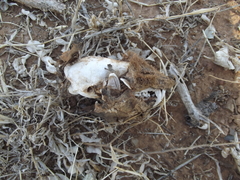 Cynictis penicillata penicillata