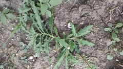 Cirsium arvense vestitum