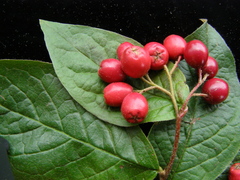 Cotoneaster rehderi
