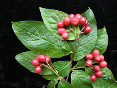 Cotoneaster rehderi