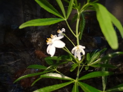 Choisya ×dewitteana