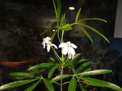 Choisya ×dewitteana