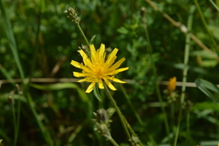 Crepis paludosa