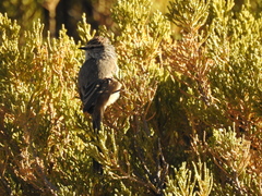 Leptasthenura aegithaloides