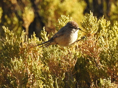 Leptasthenura aegithaloides
