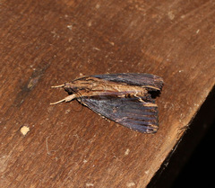 Ercheia umbrosa