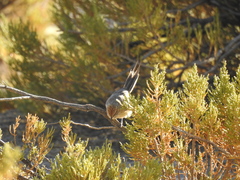 Leptasthenura aegithaloides
