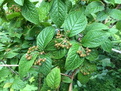 Cotoneaster rehderi