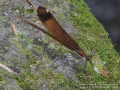 Calopteryx cornelia